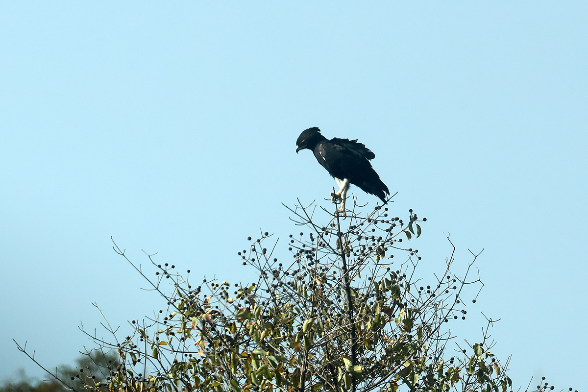 Long-crested Eagle